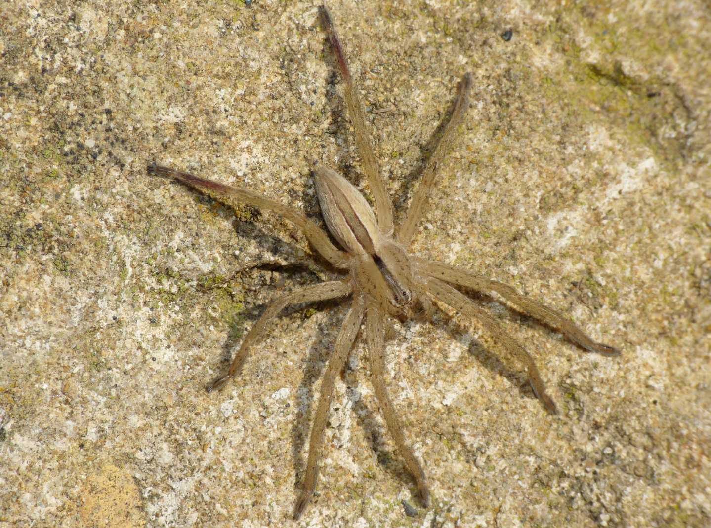 Sparassidae? No. Tibellus sp. (Philodromidae)